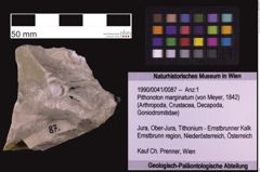 Foto (Objekt + Etiketten) von Pithonoton marginatum (von Meyer, 1842) (NHMW-GEO-1990-0041-0087)